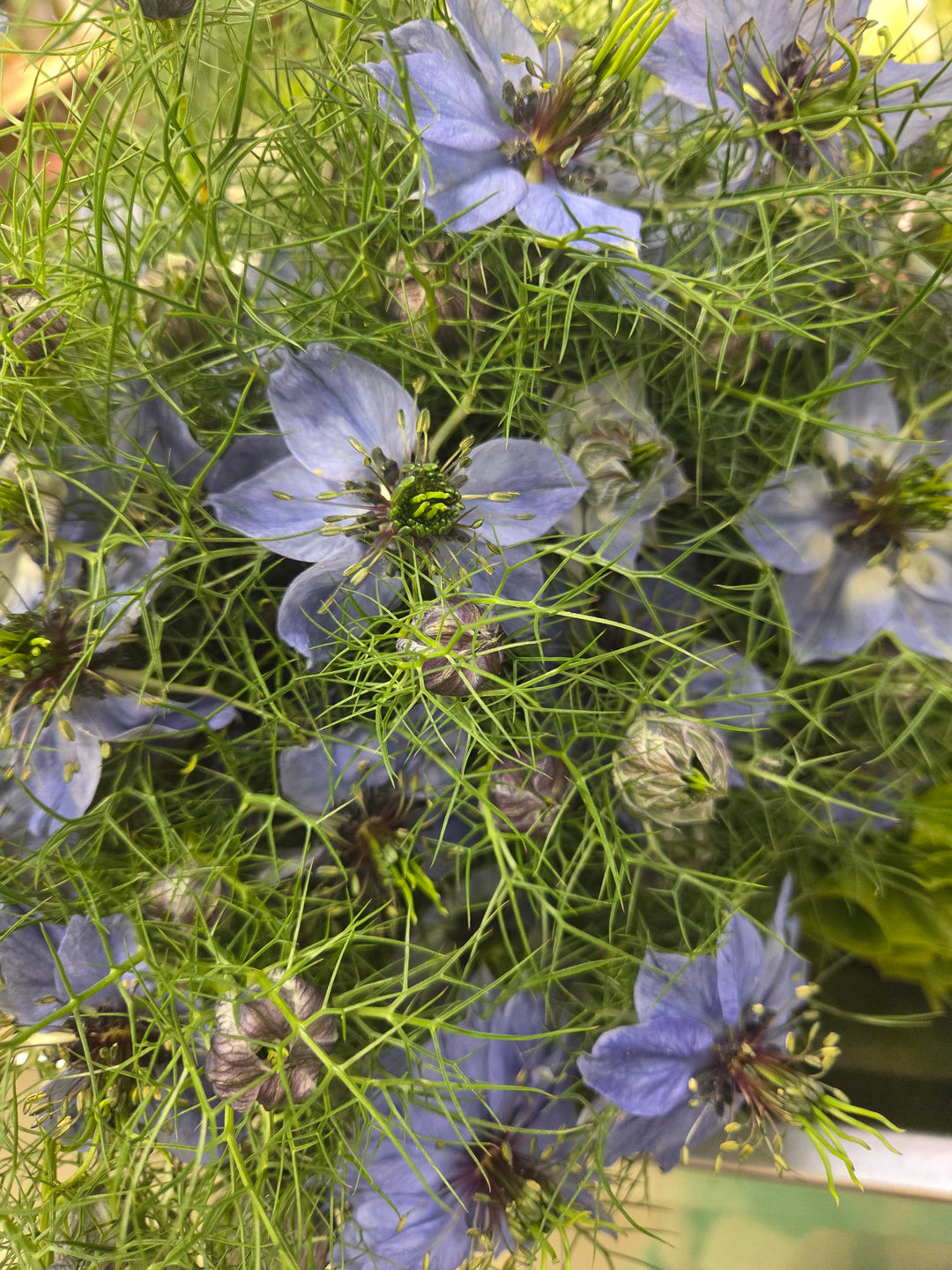 Nigella