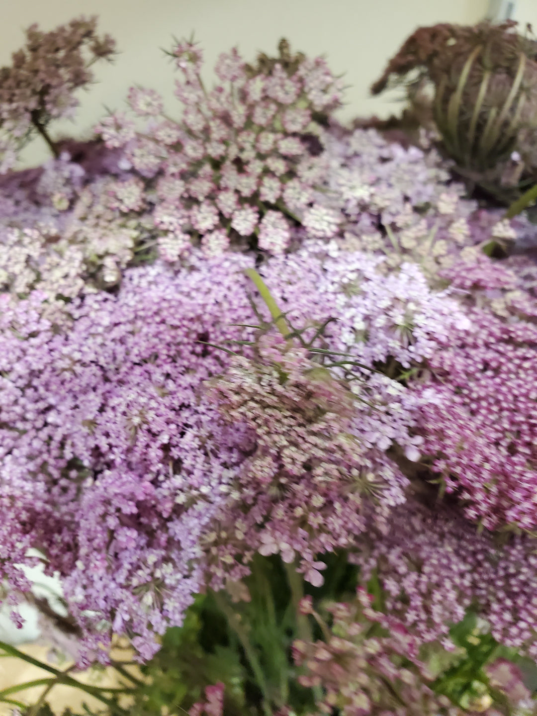 Daucus carota