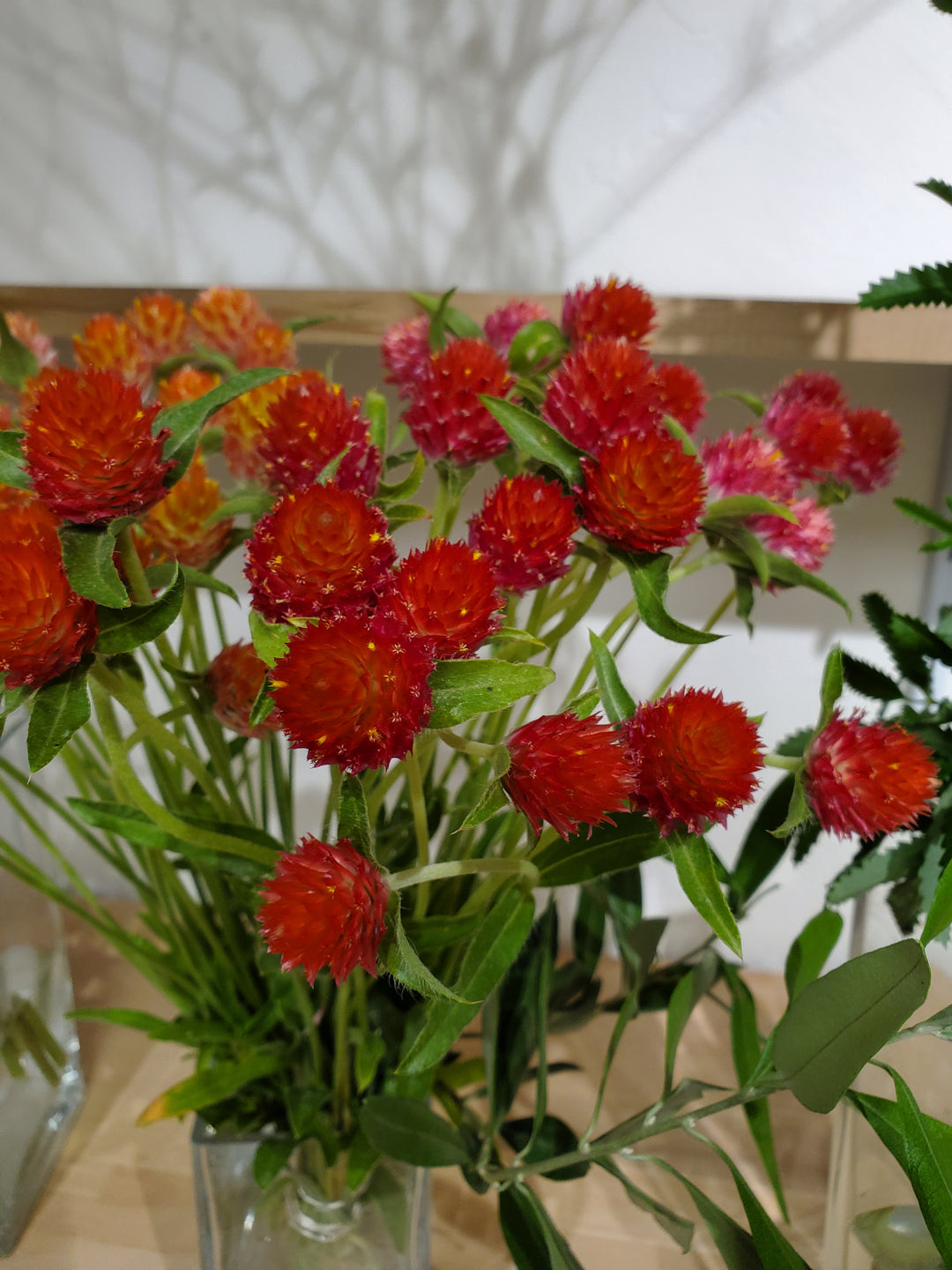 Gomphrena