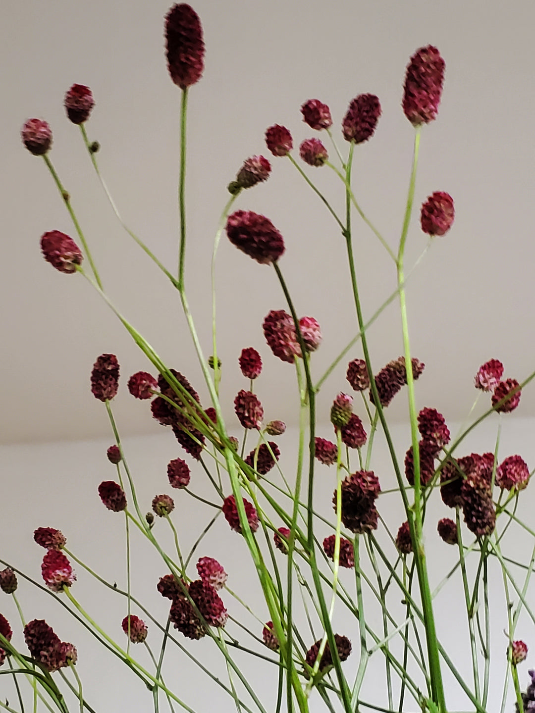 Sanguisorba