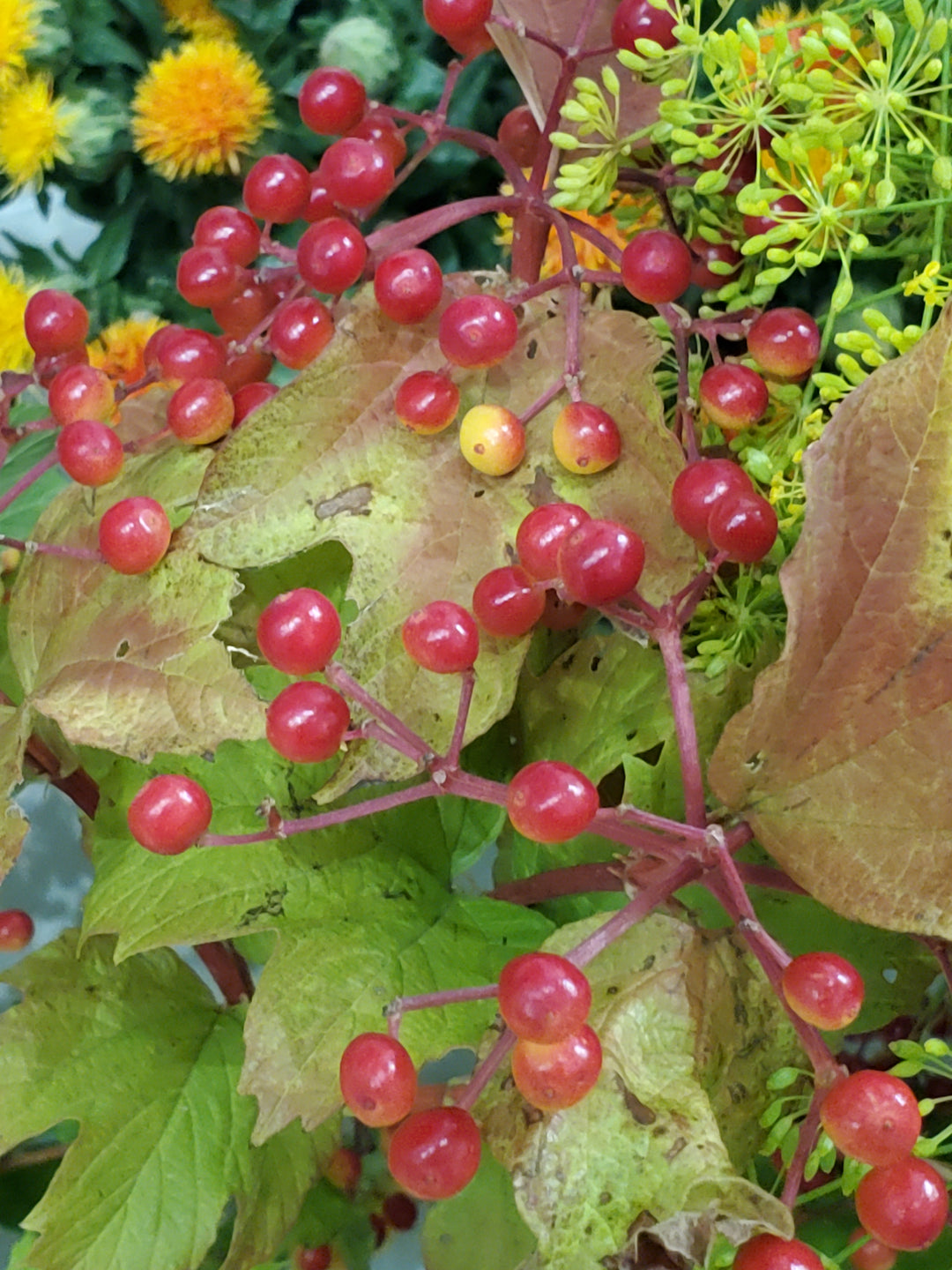 Viburnum