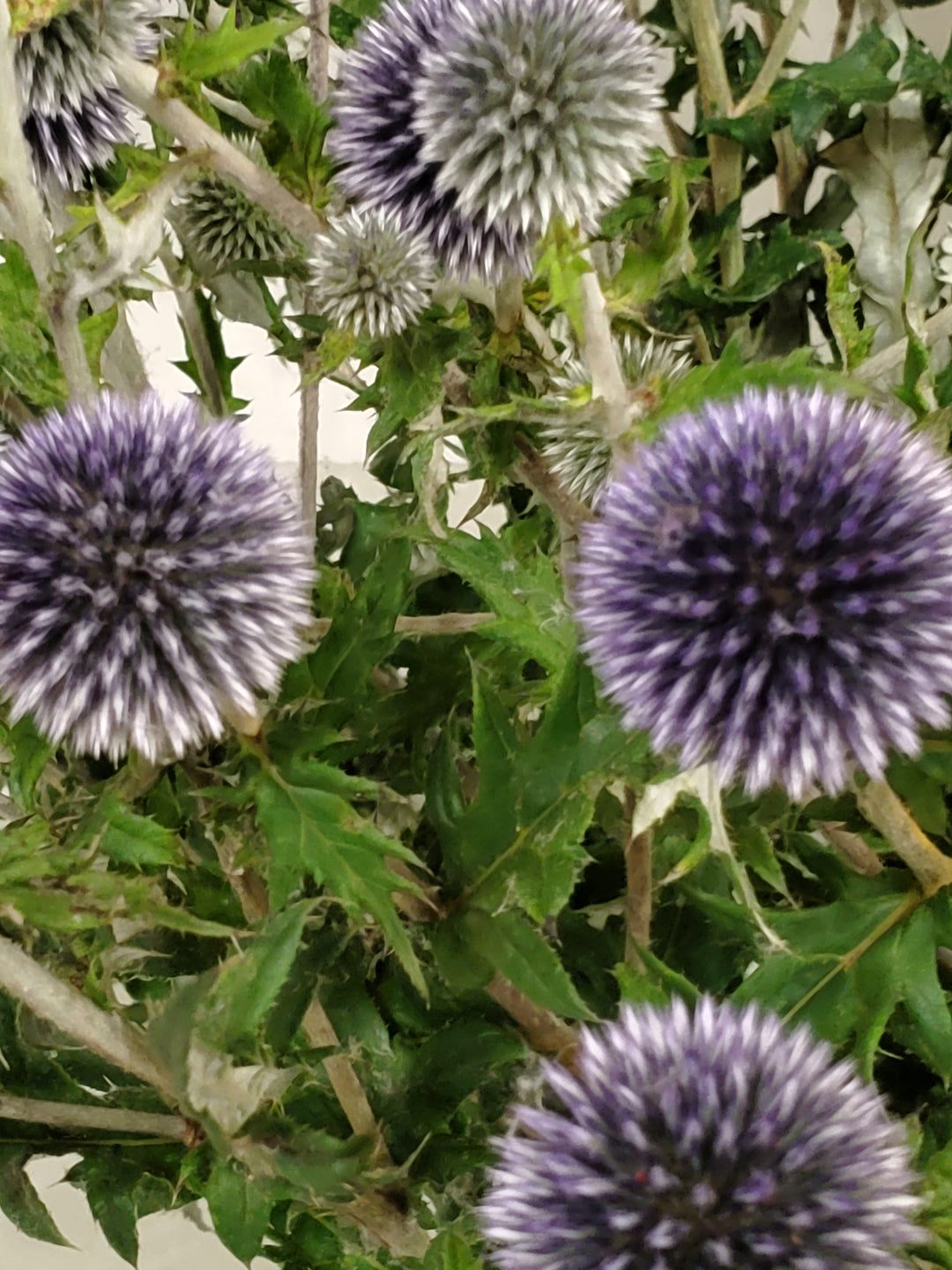 Distel