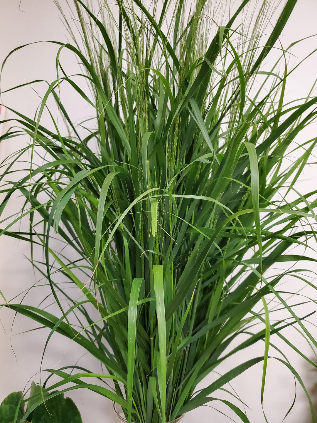Panicum virgatum