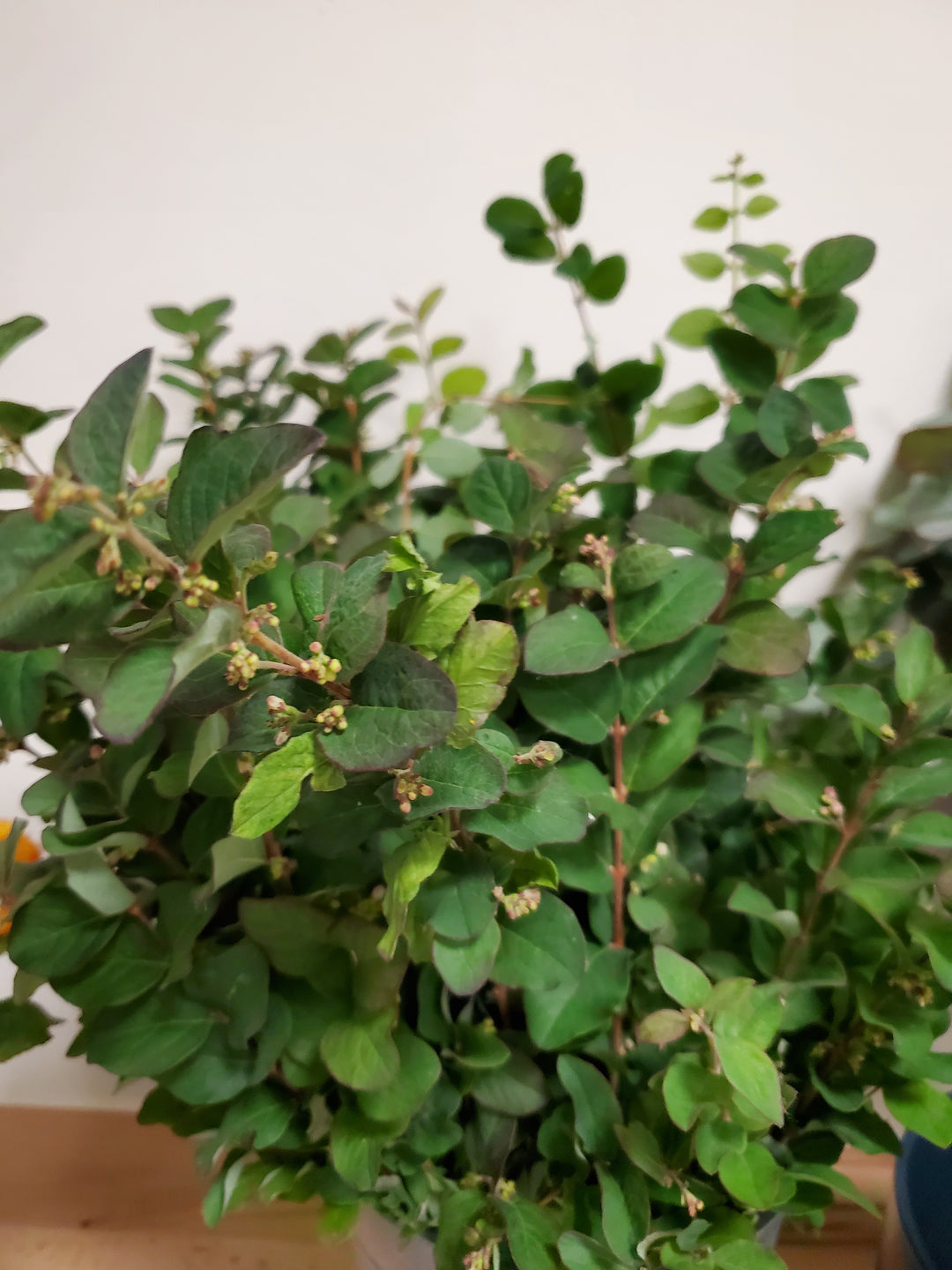 Symphoricarpos