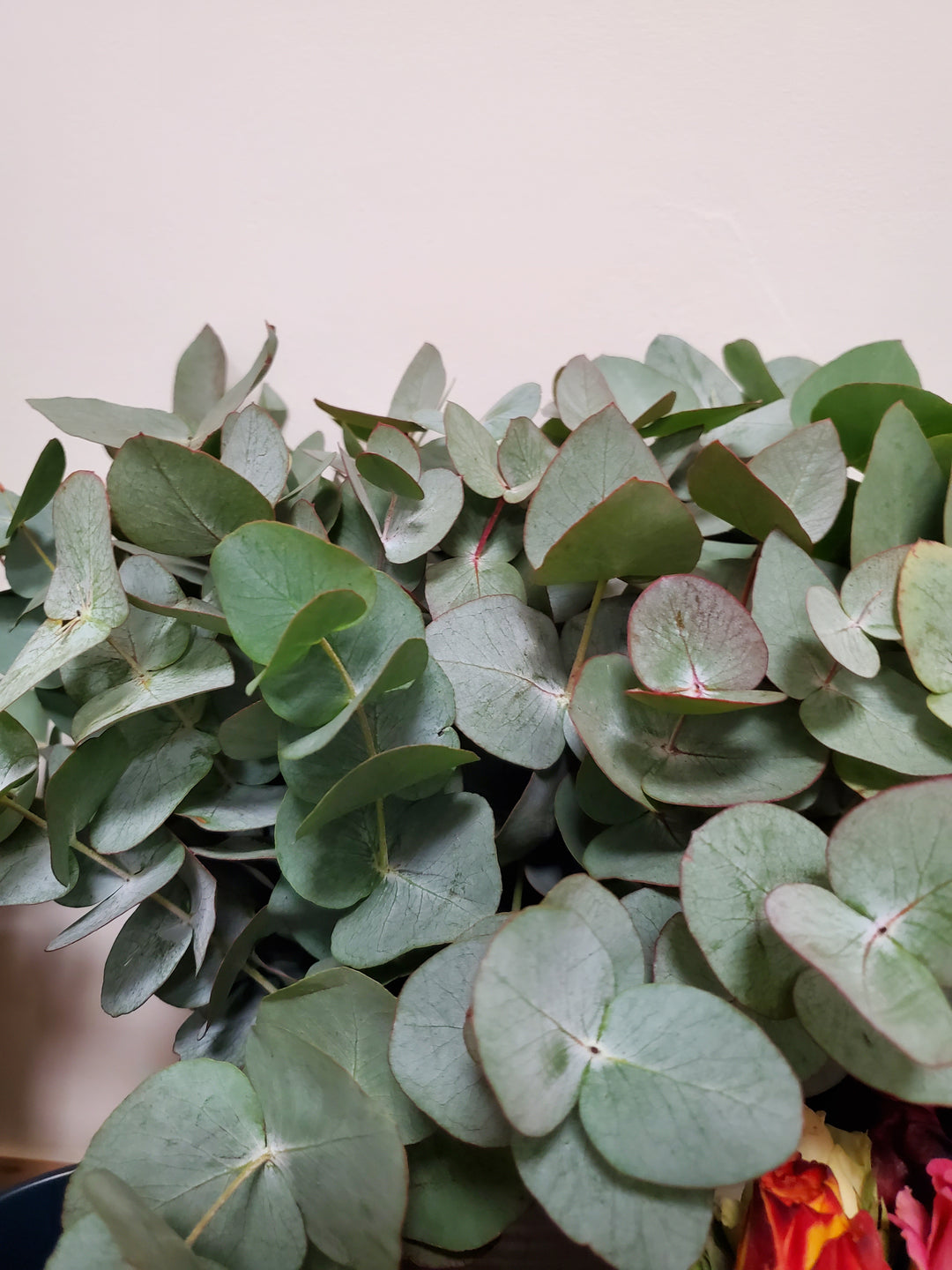 Eucalyptus