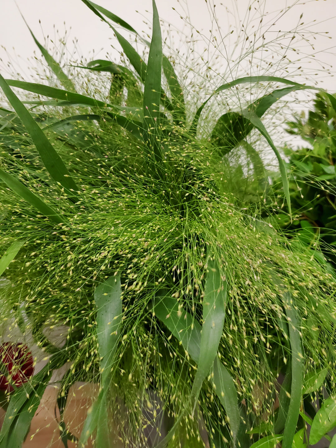 Panicum elegans