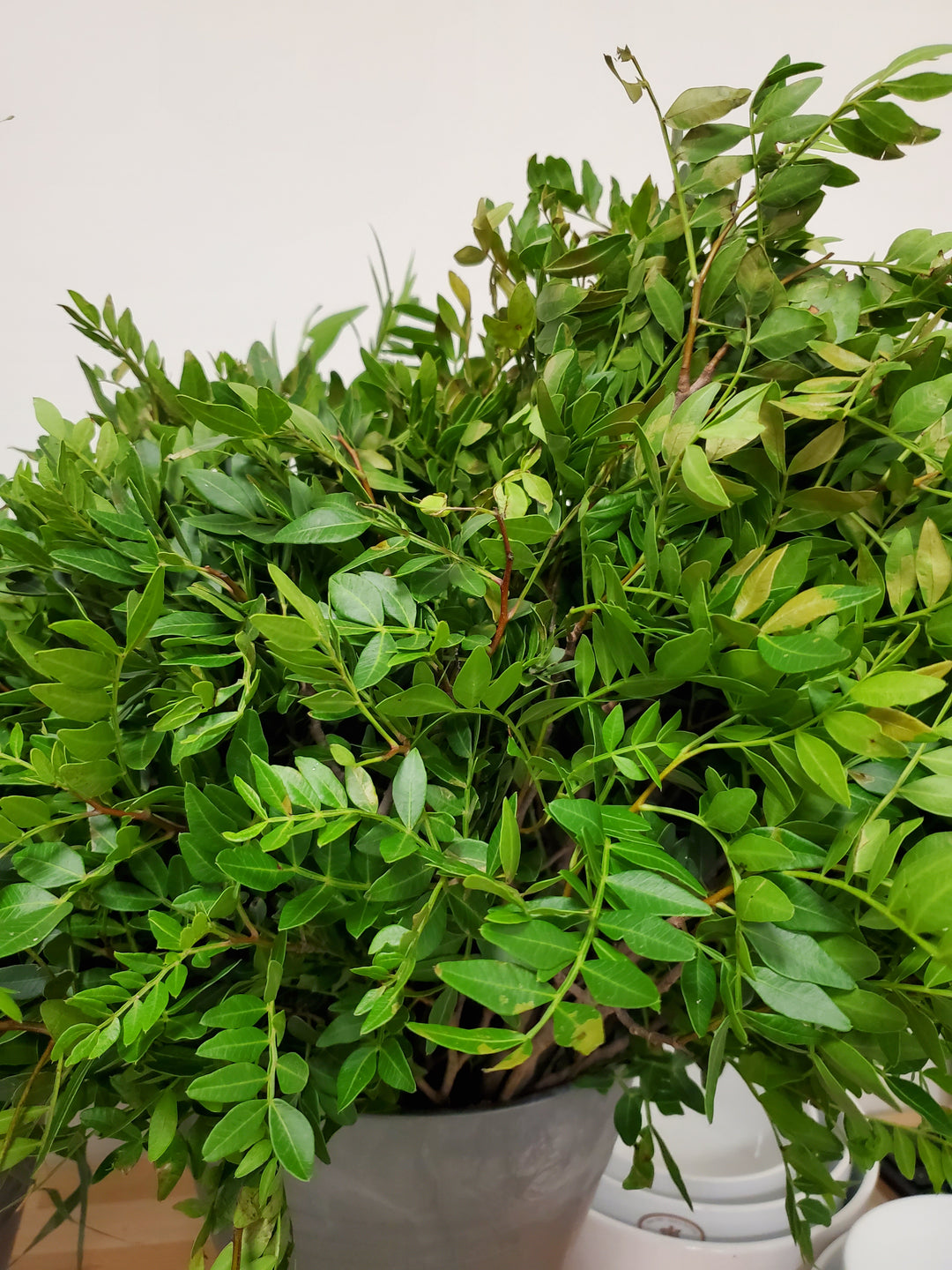 Pistazien Grün
