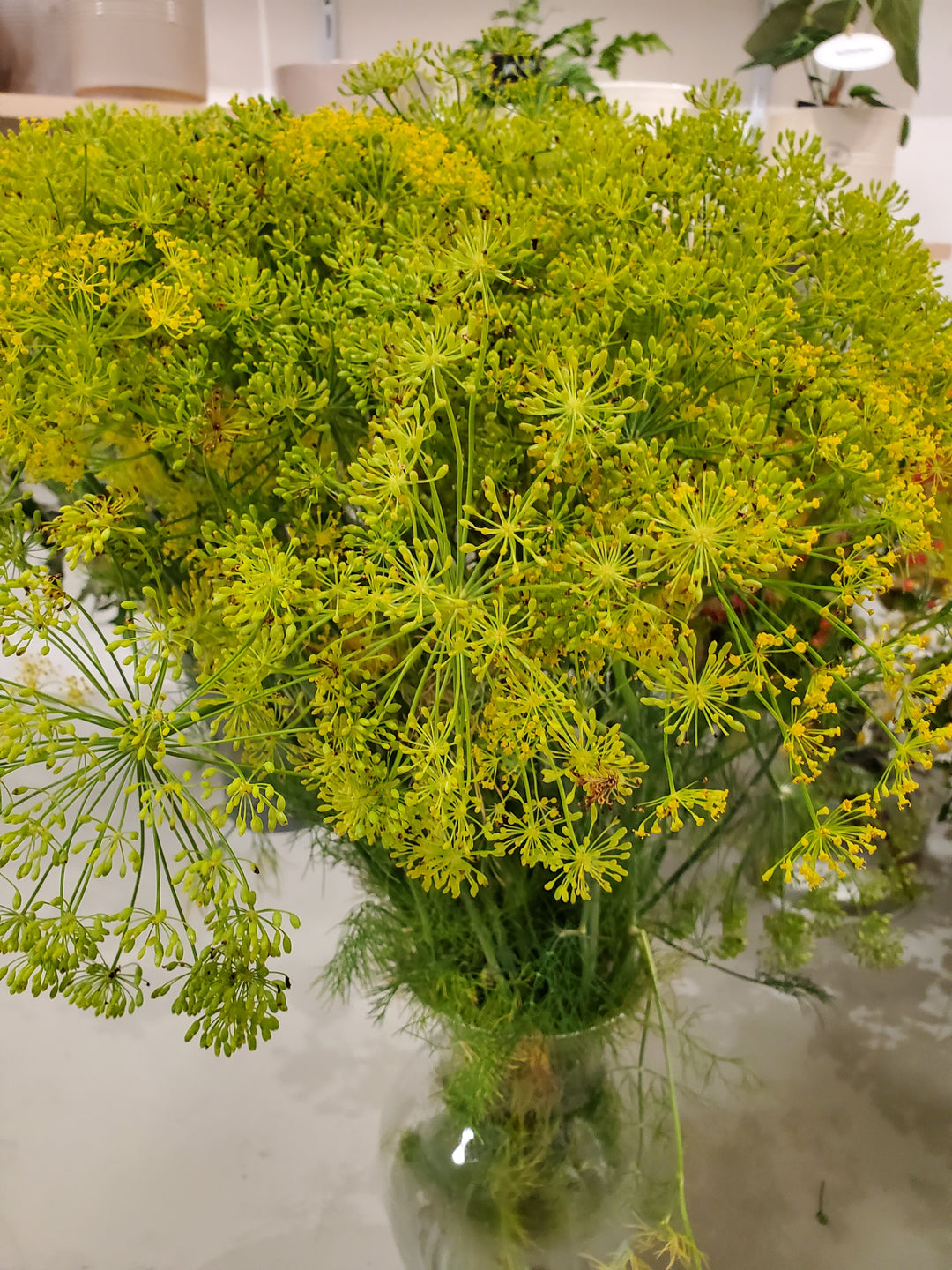 Dill