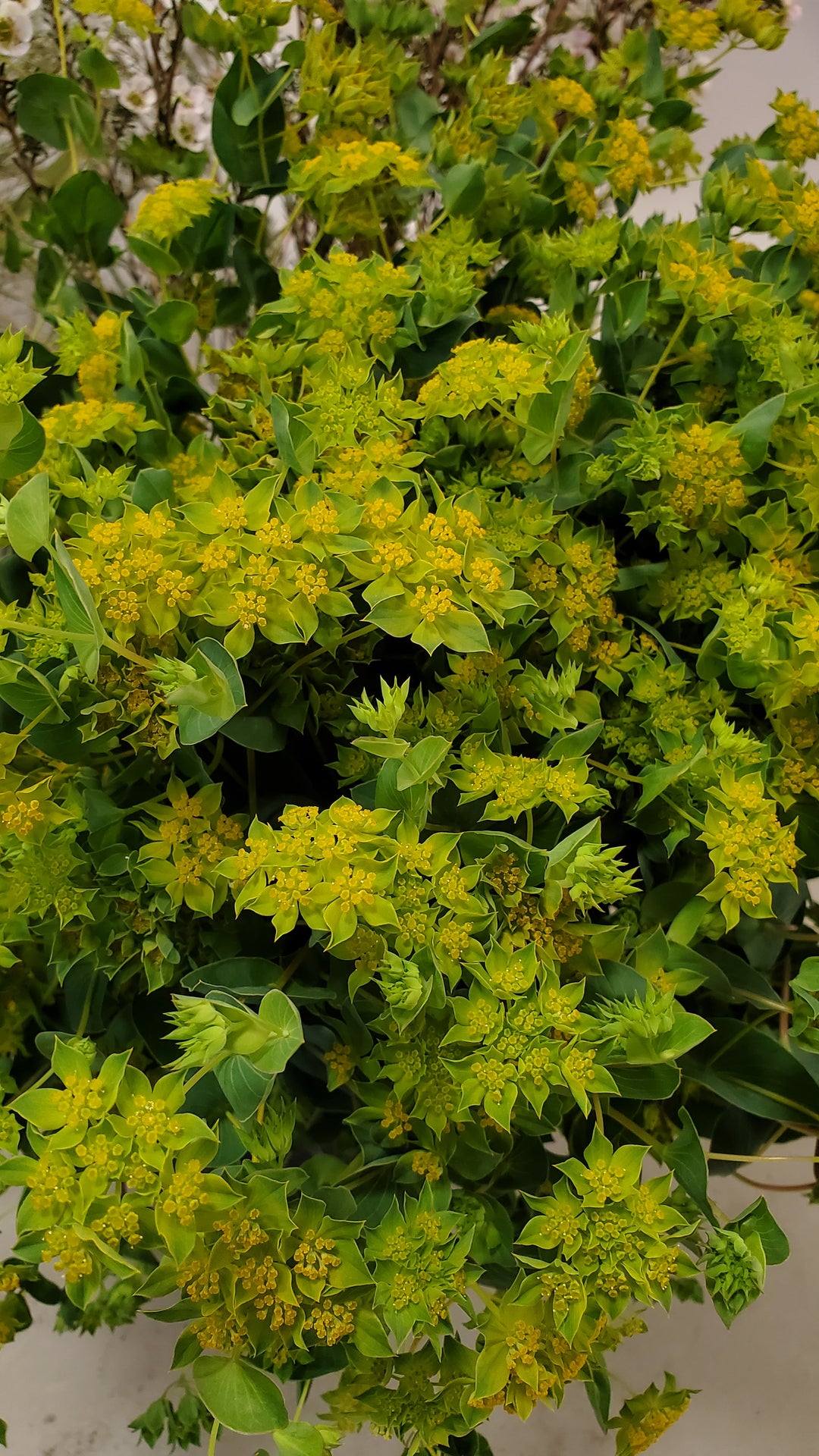 Bupleurum
