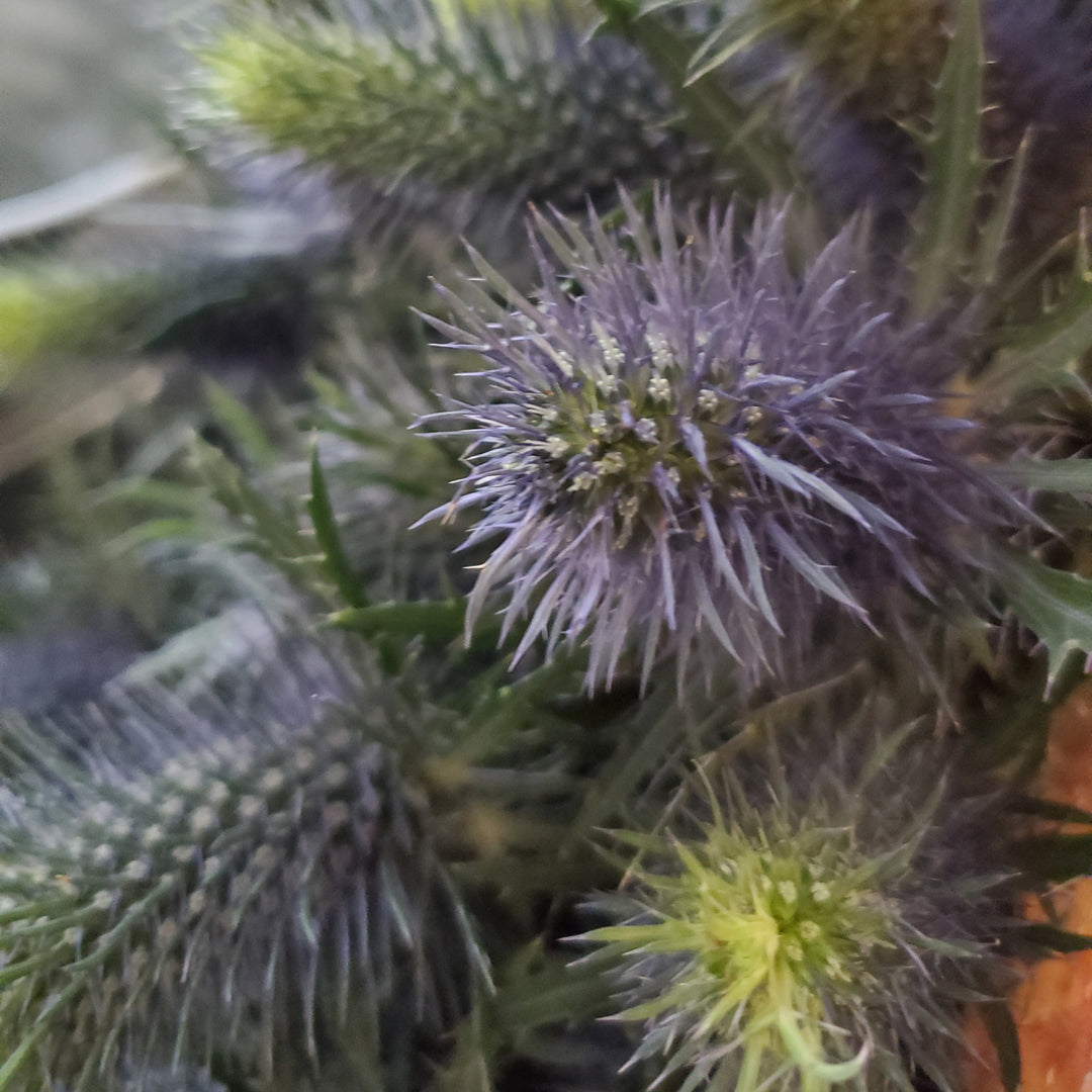 FlowerWorks