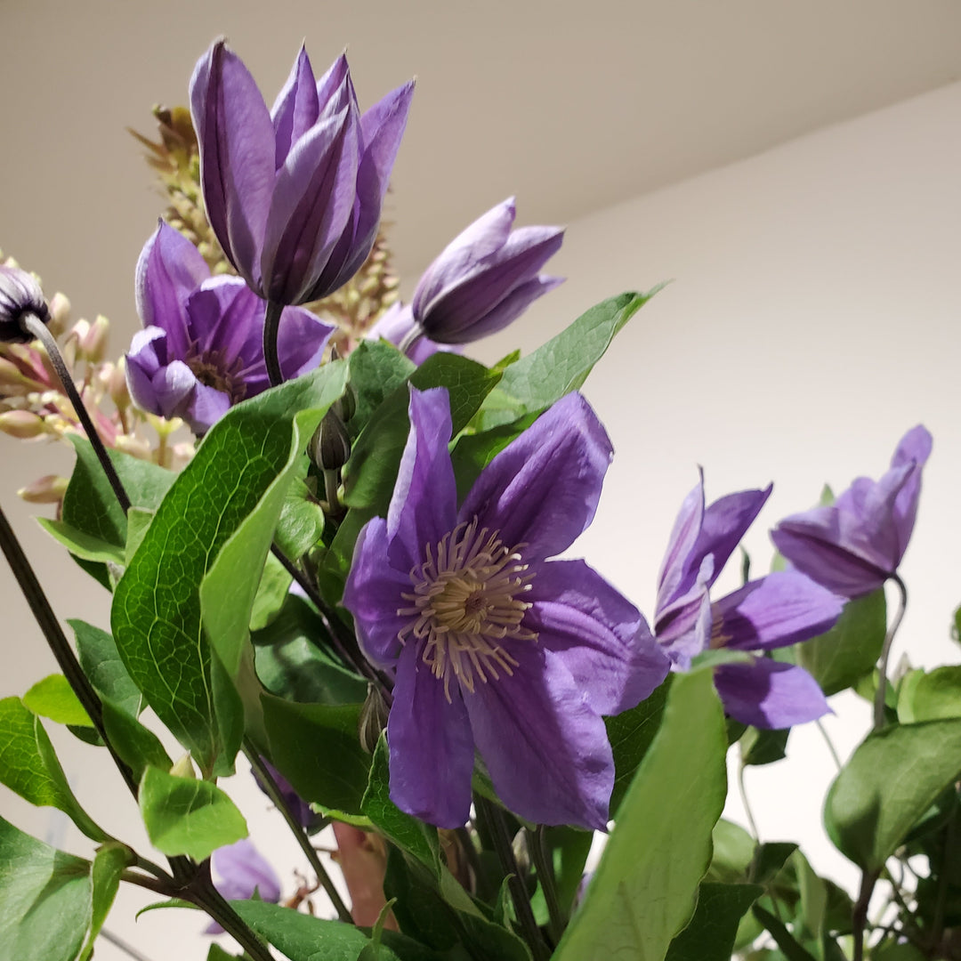 FlowerWorks Heidelebrg