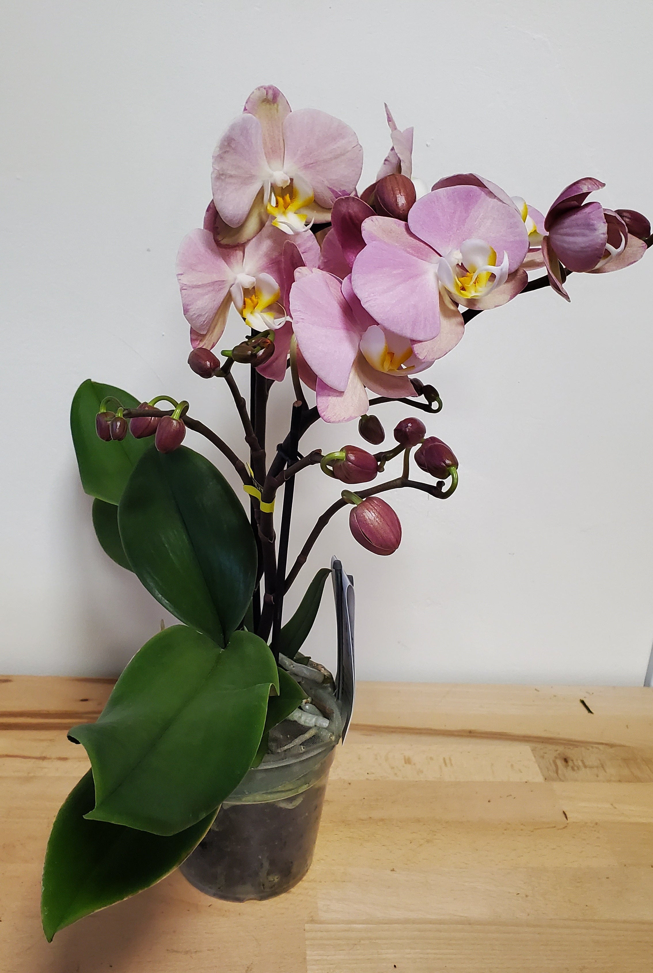 plants are purple rabattcode instagram Phalaenopsis Orchidee – Flower Works