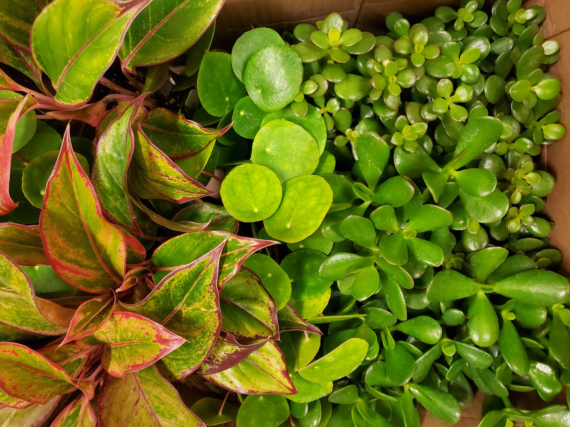 Keeping Flowers and Houseplants Is Good for Your Personal Health  