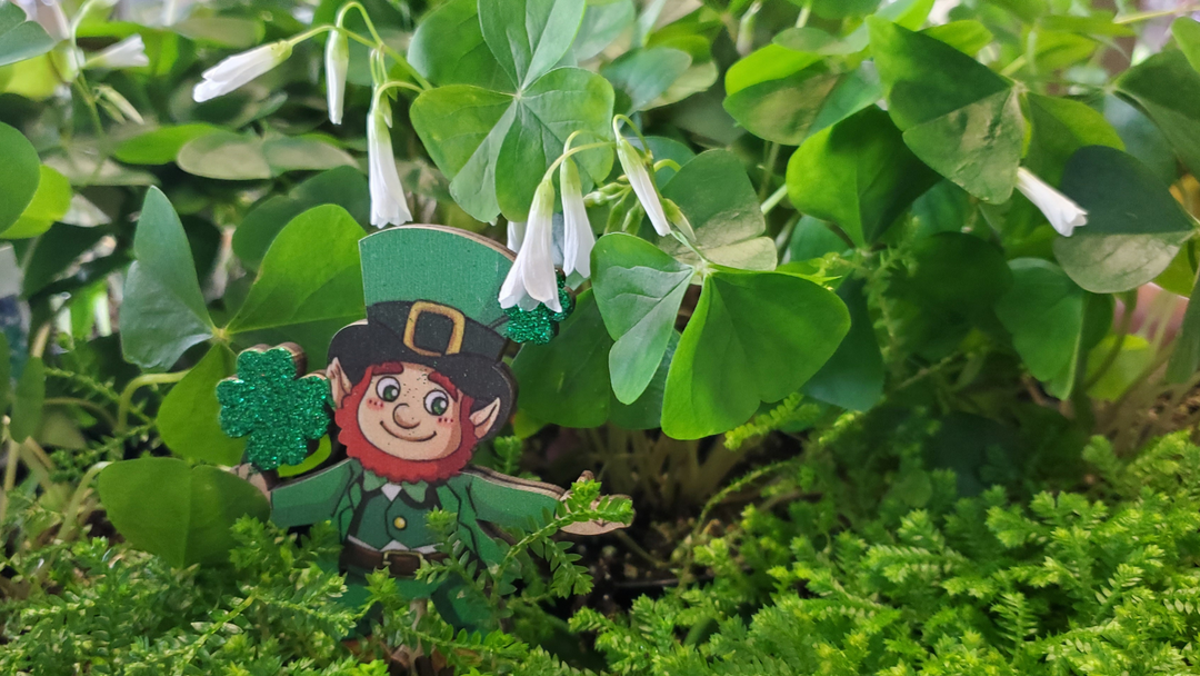 Are You Feeling Lucky? Test Your Irish Luck With a Shamrock Plant This St. Patrick’s Day