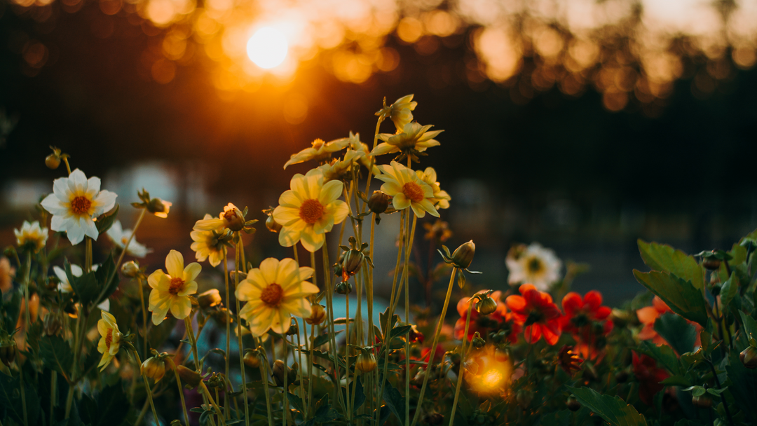 Flowers Can Help with Stress & Anxiety