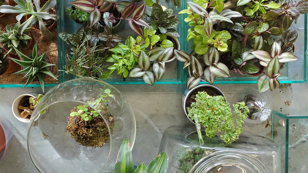 Tiny Plant Projects You’ll Love