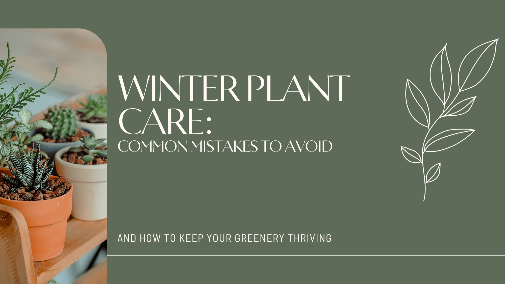 Winter Plant Care: Common Mistakes to Avoid and How to Keep Your Greenery Thriving