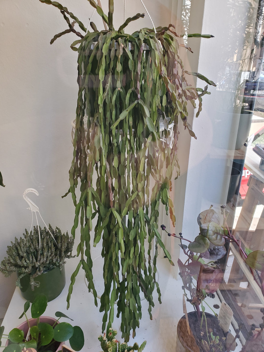 Rhipsalis  Paradoxa