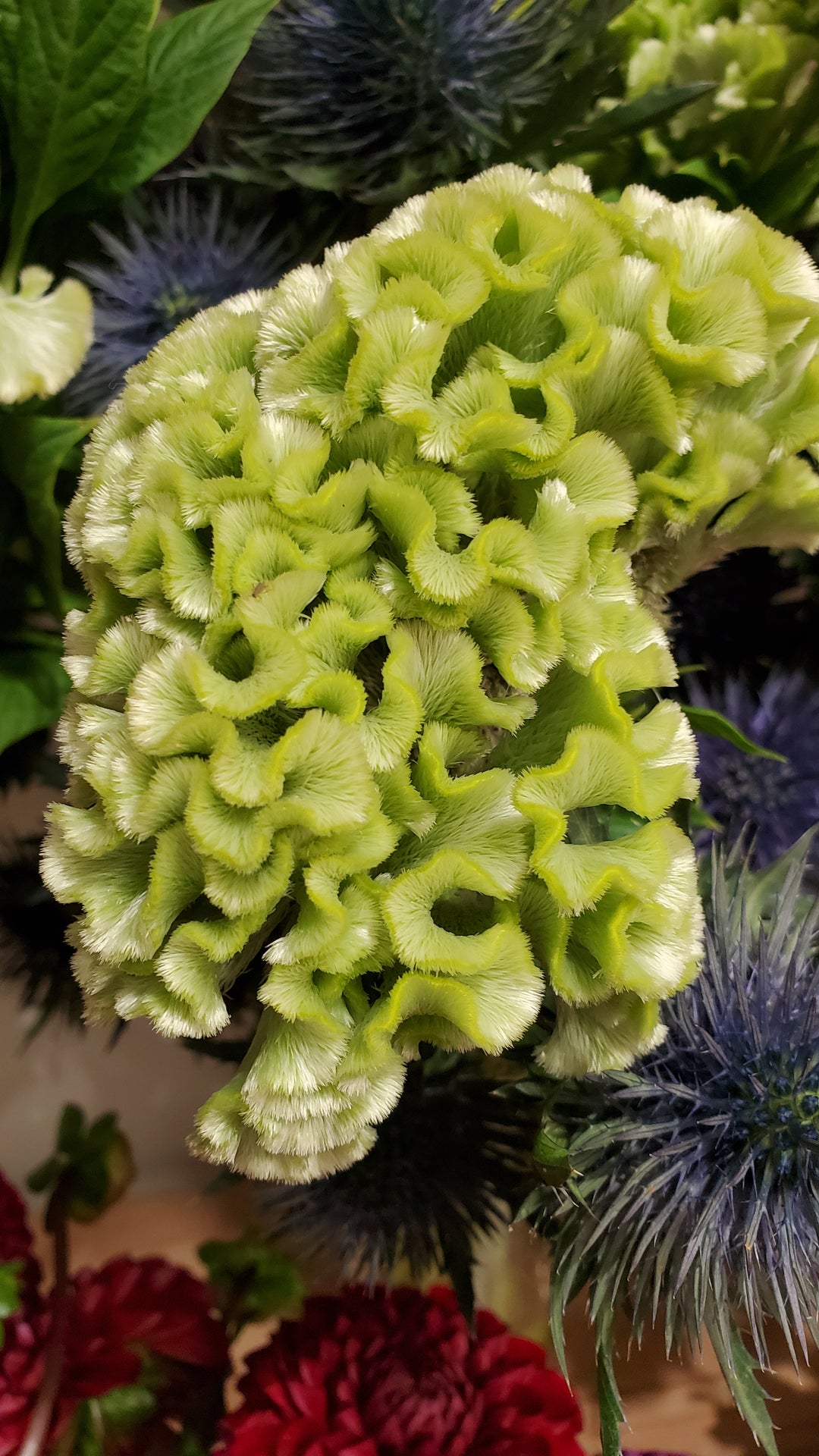 Celosia