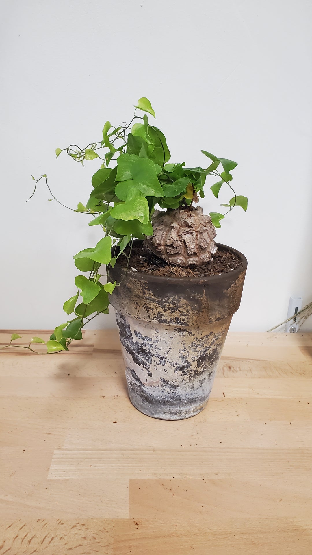 Dioscorea
