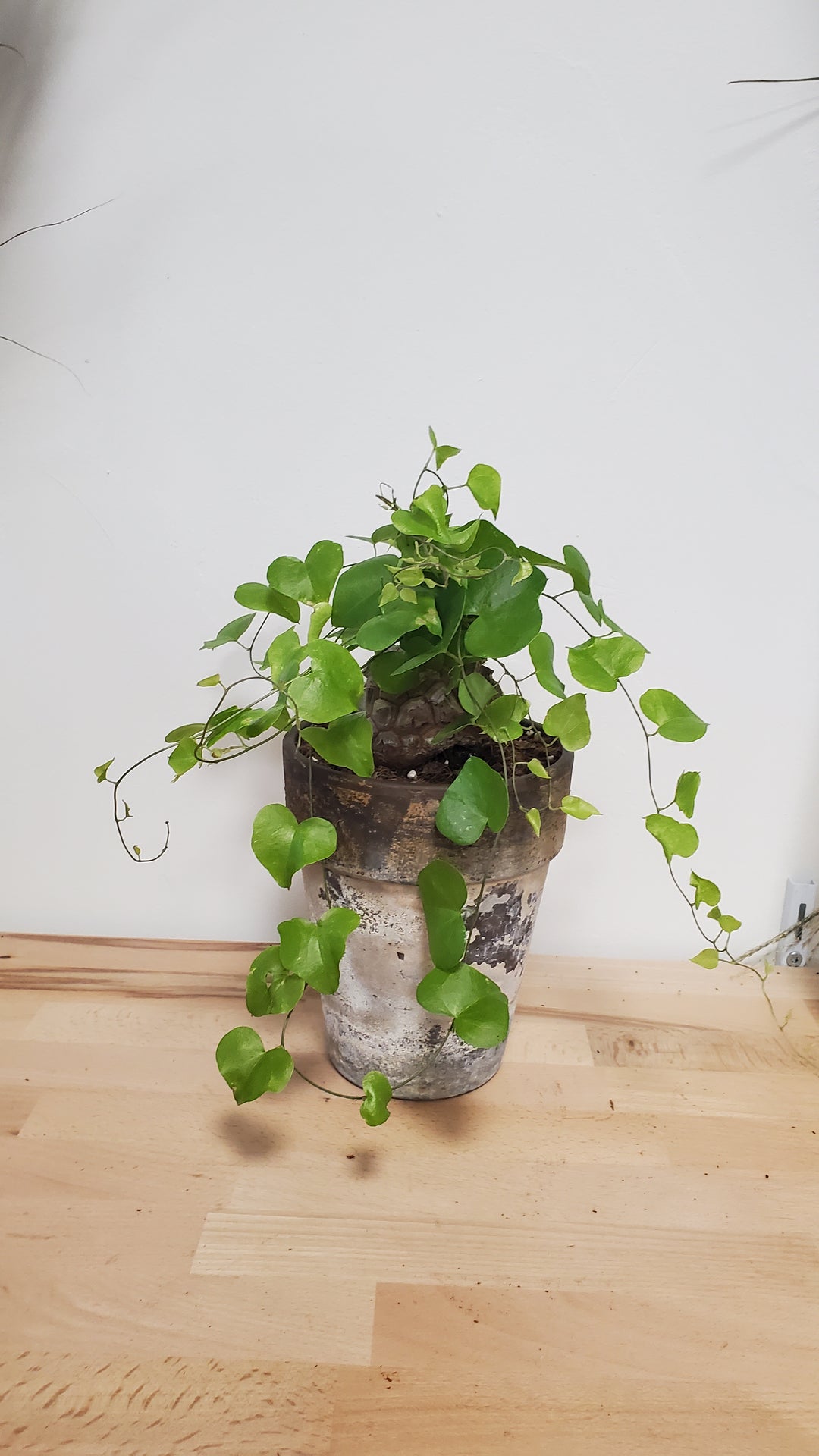 Dioscorea