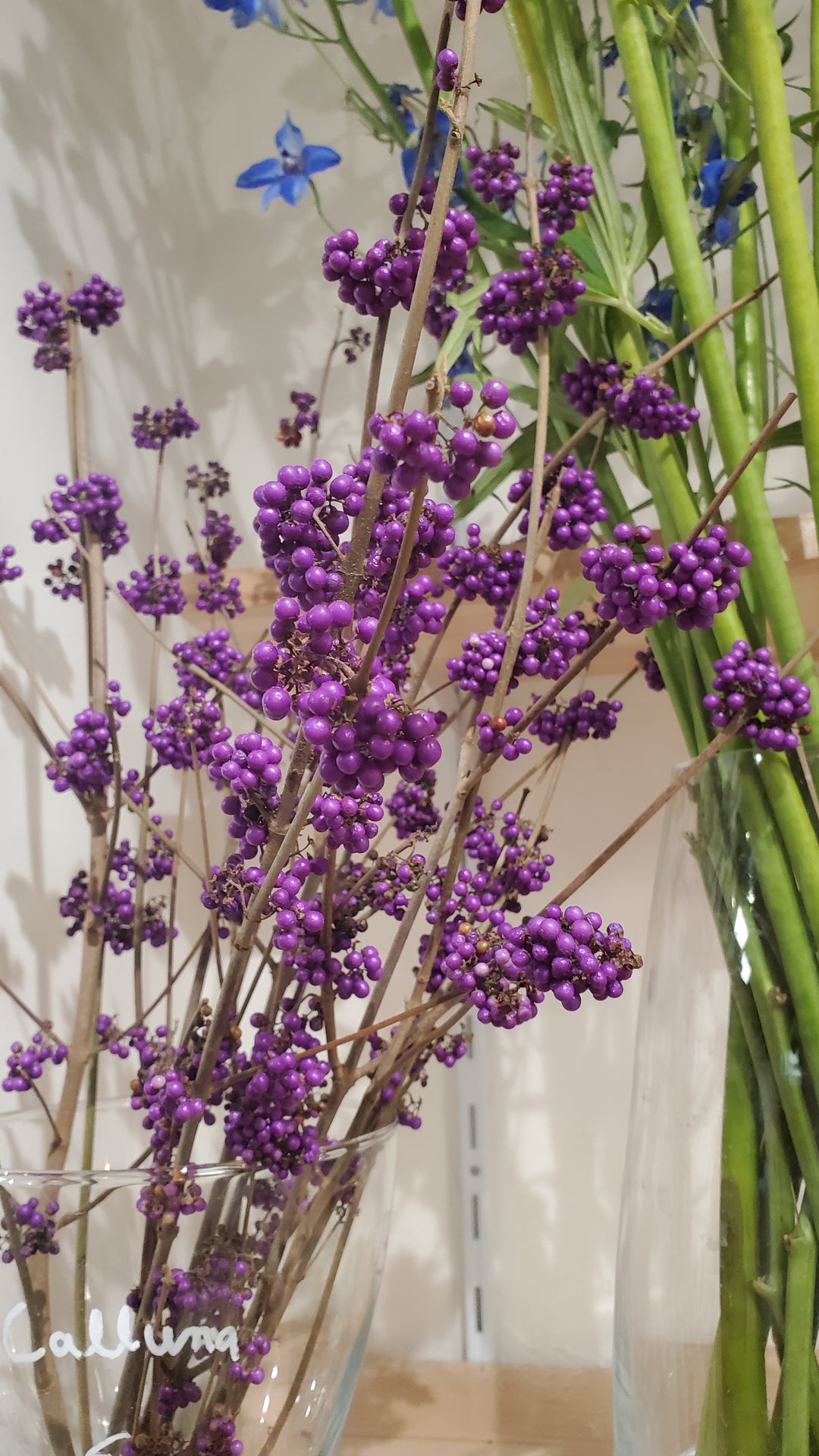 Callicarpa