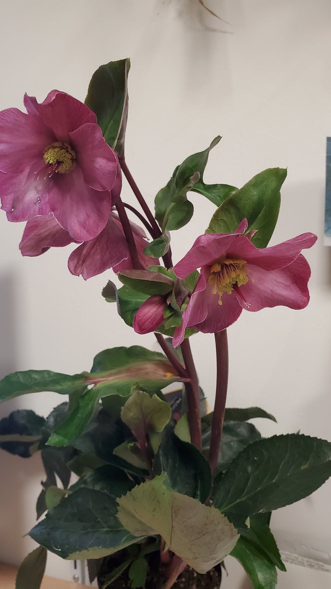 Helleborus