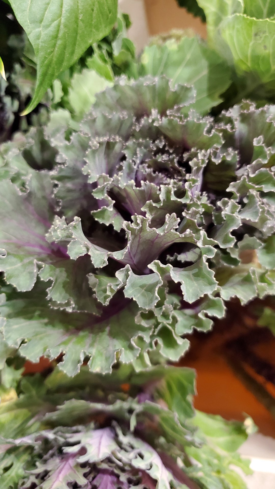 Brassica