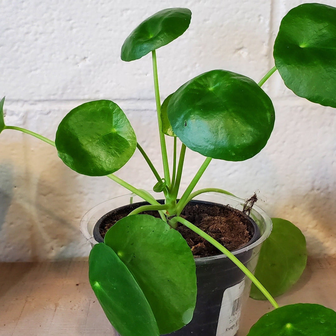 Pilea peperomioides