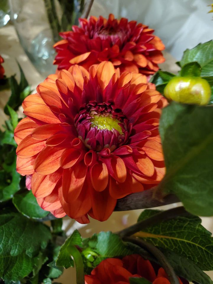 Dahlie