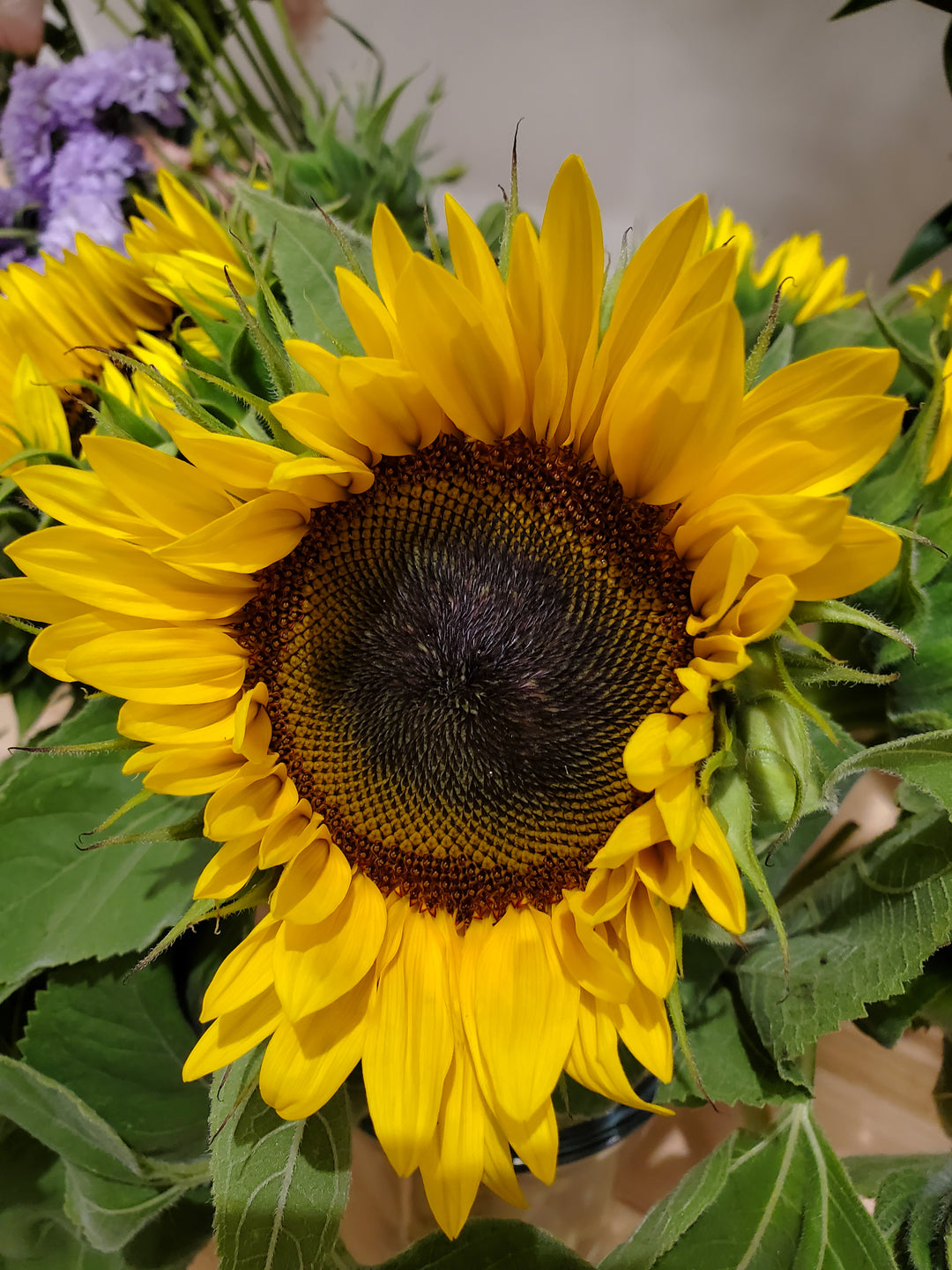 Sonnenblumen kurz