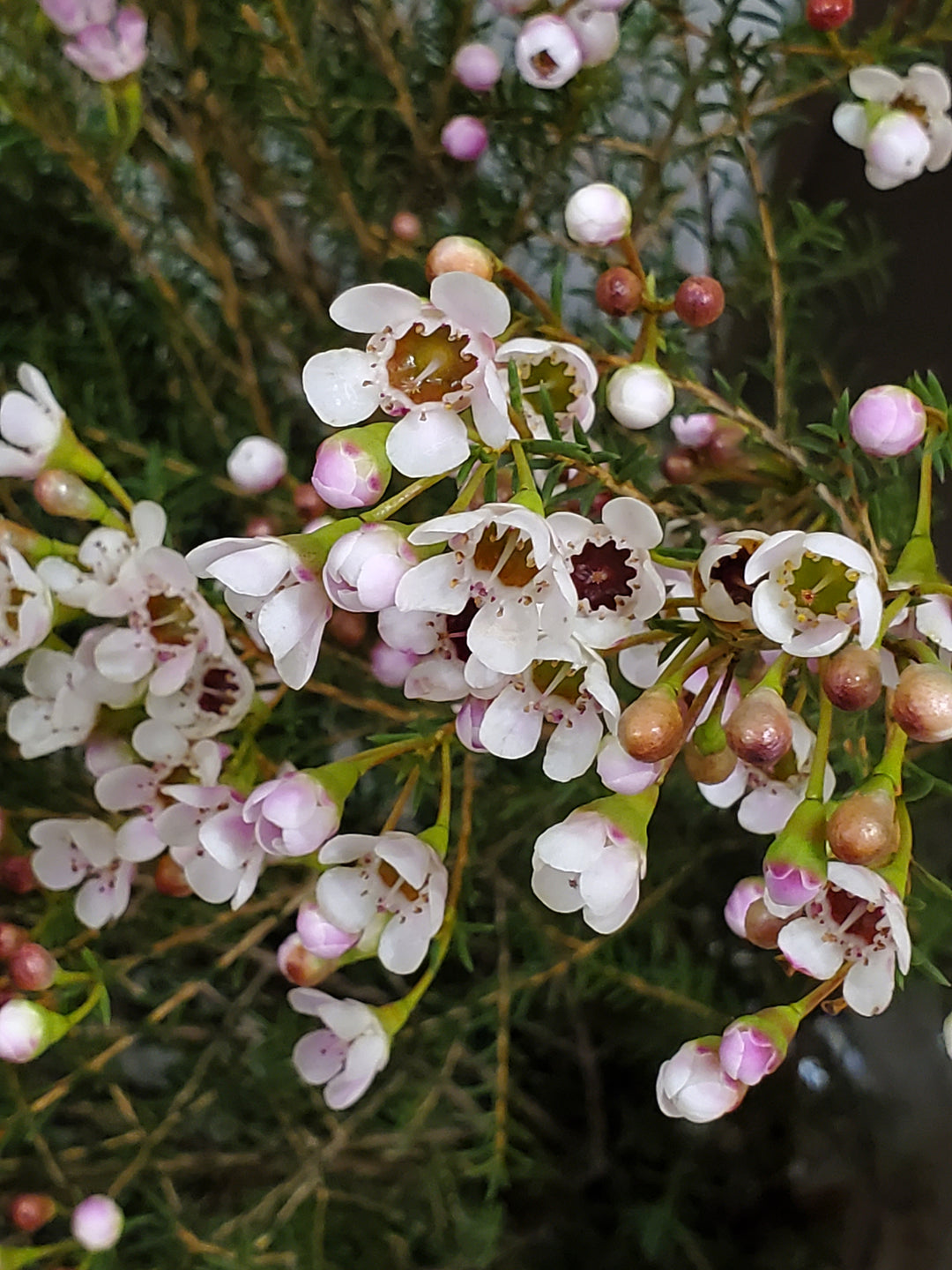 Wachsblumen