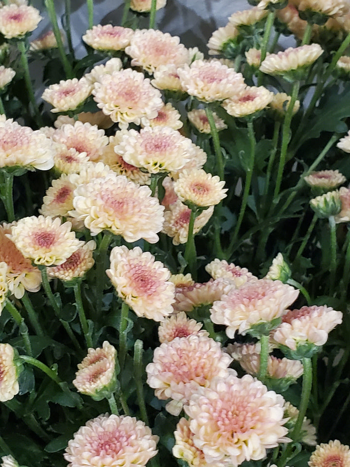 Chrysanthemum