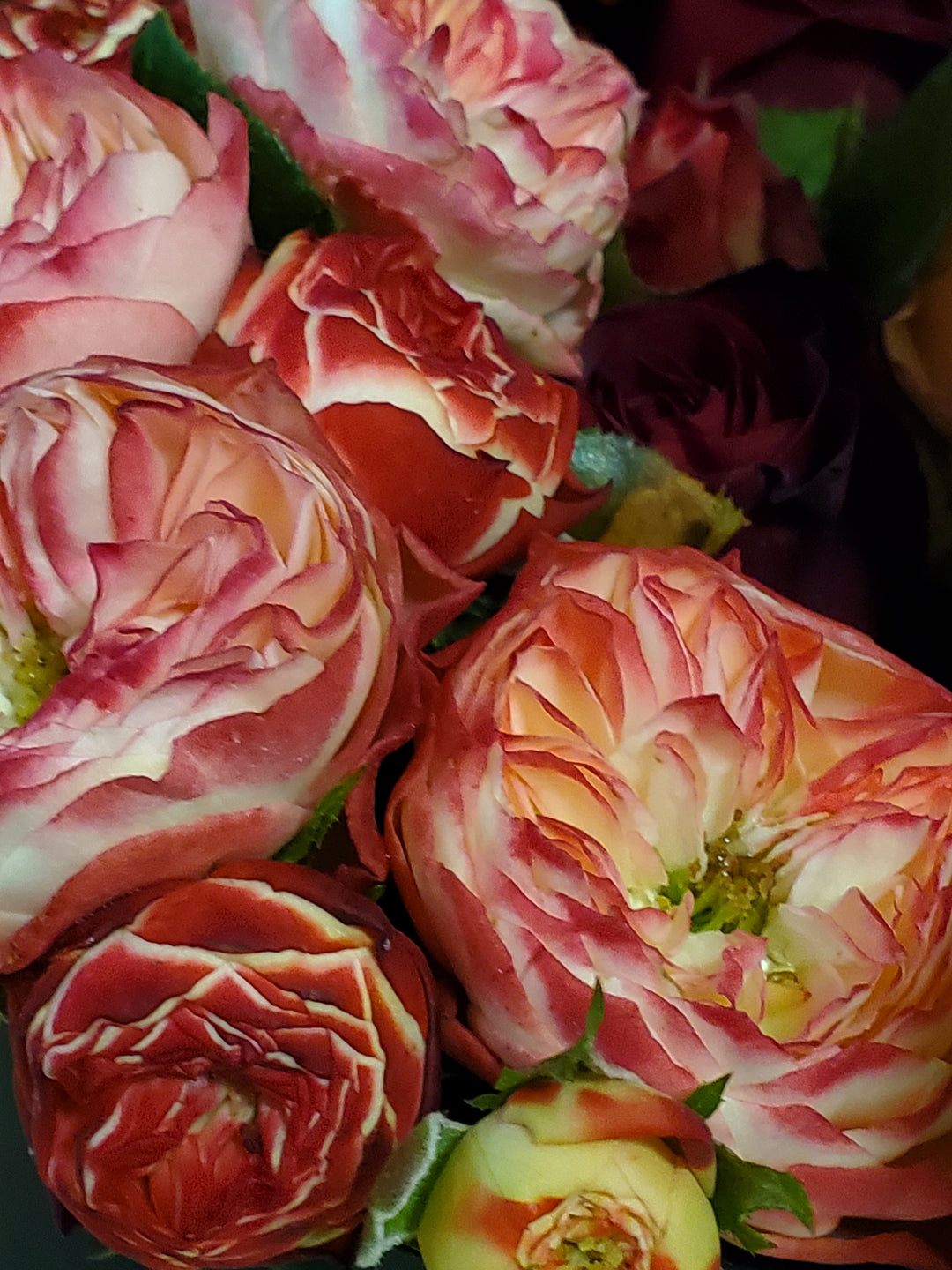 Freilandrose kurz