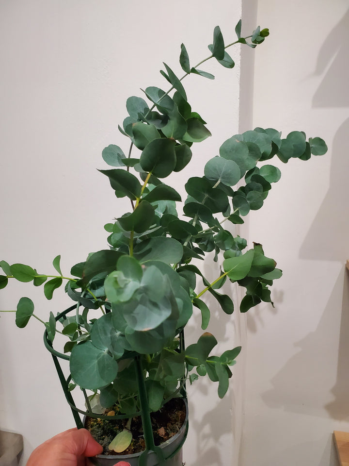 Eucalyptus im Topf