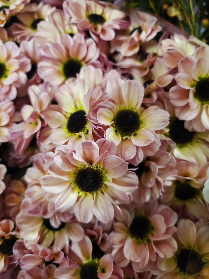 Chrysanthemum
