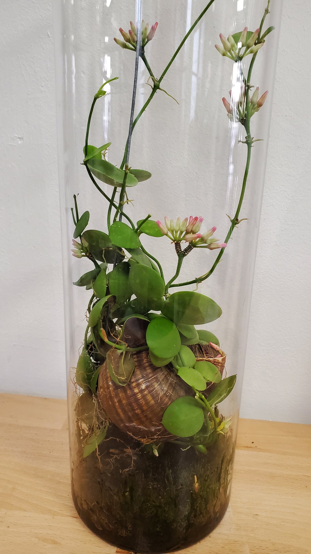 Dischidia