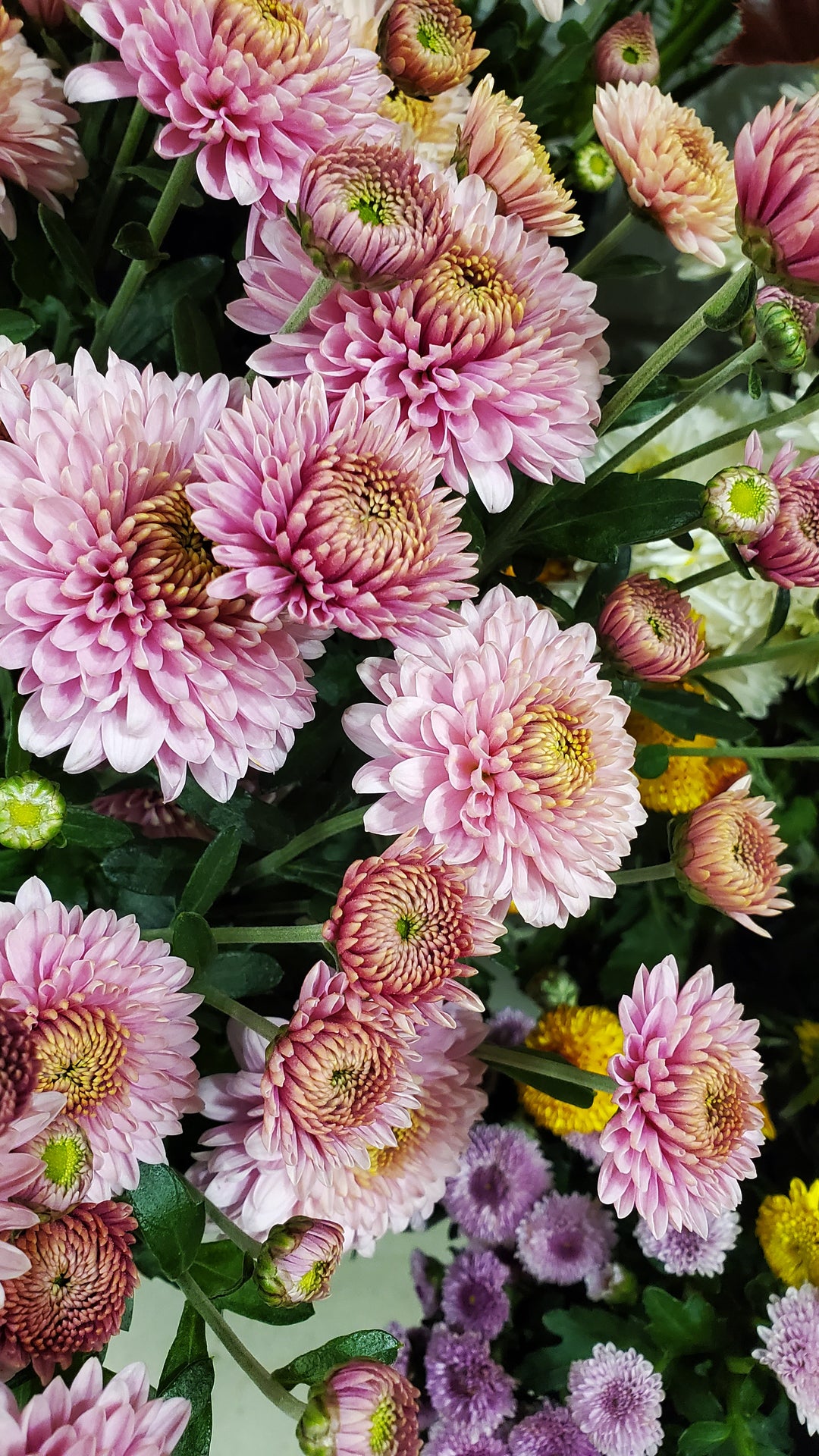 Chrysanthemum