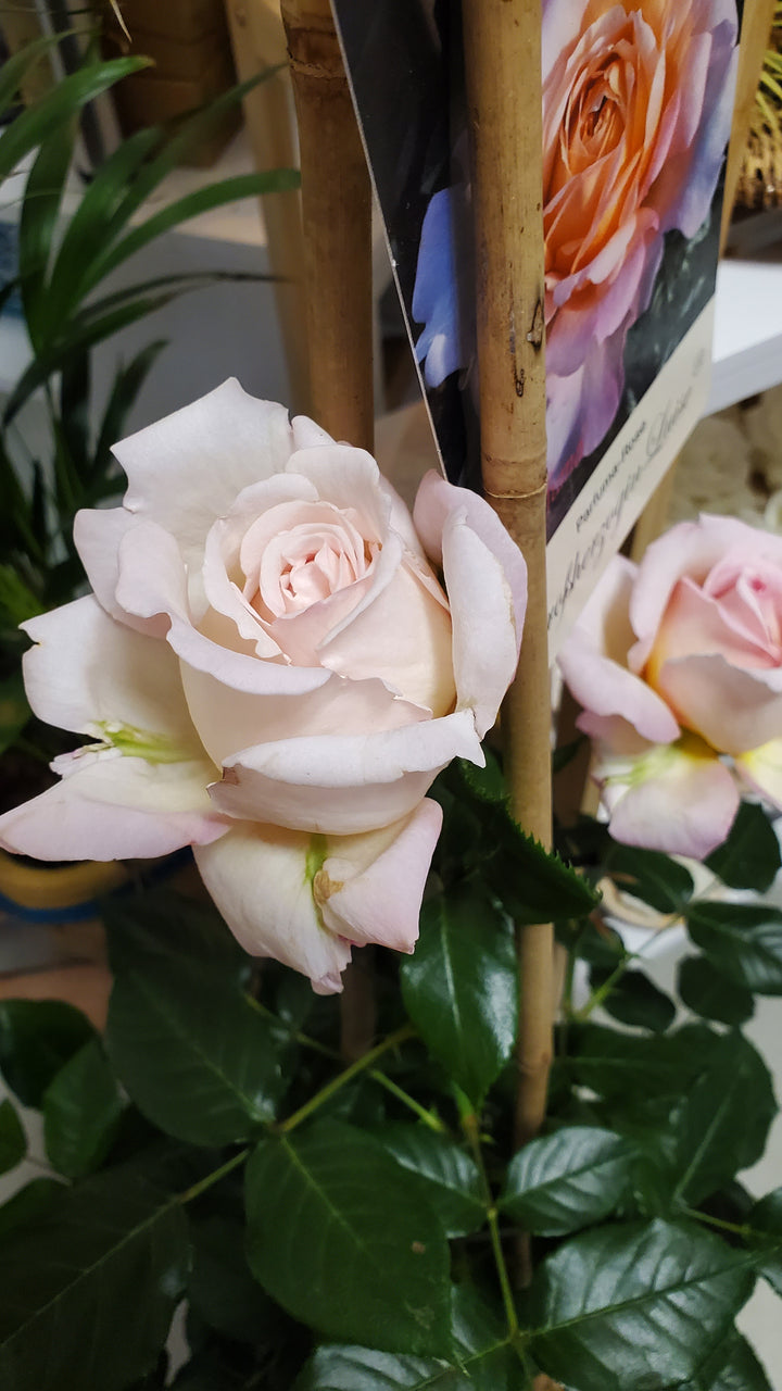 Freiland Rosen