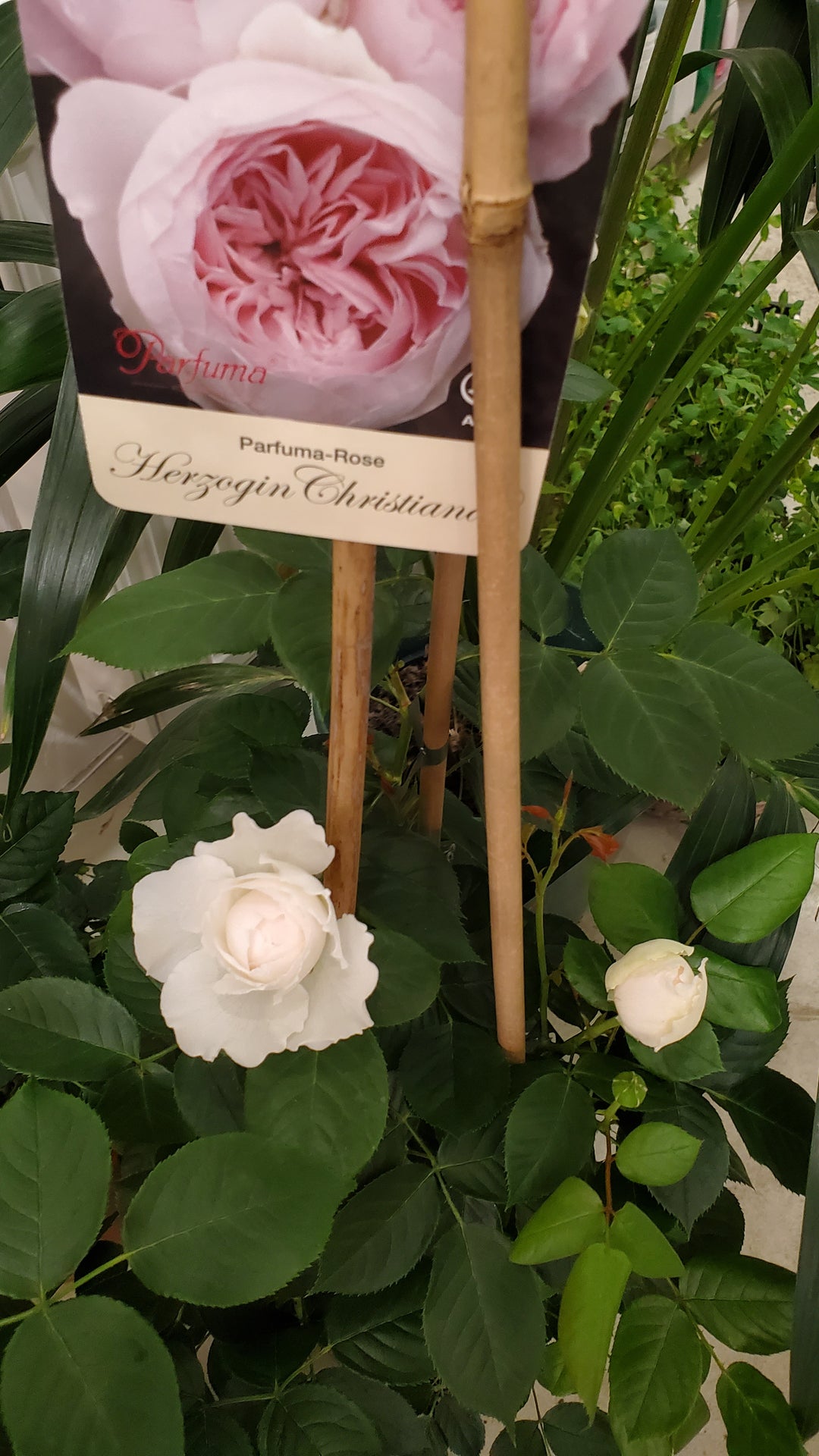 Freiland Rosen