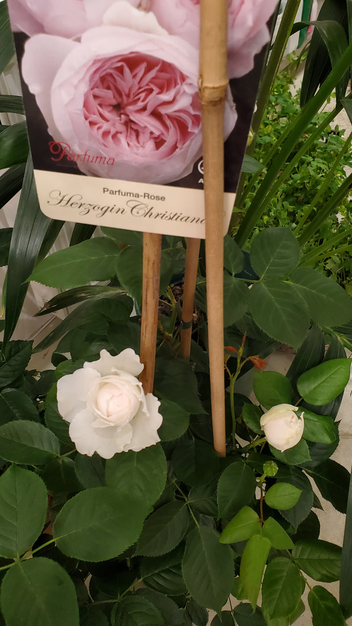 Freiland Rosen