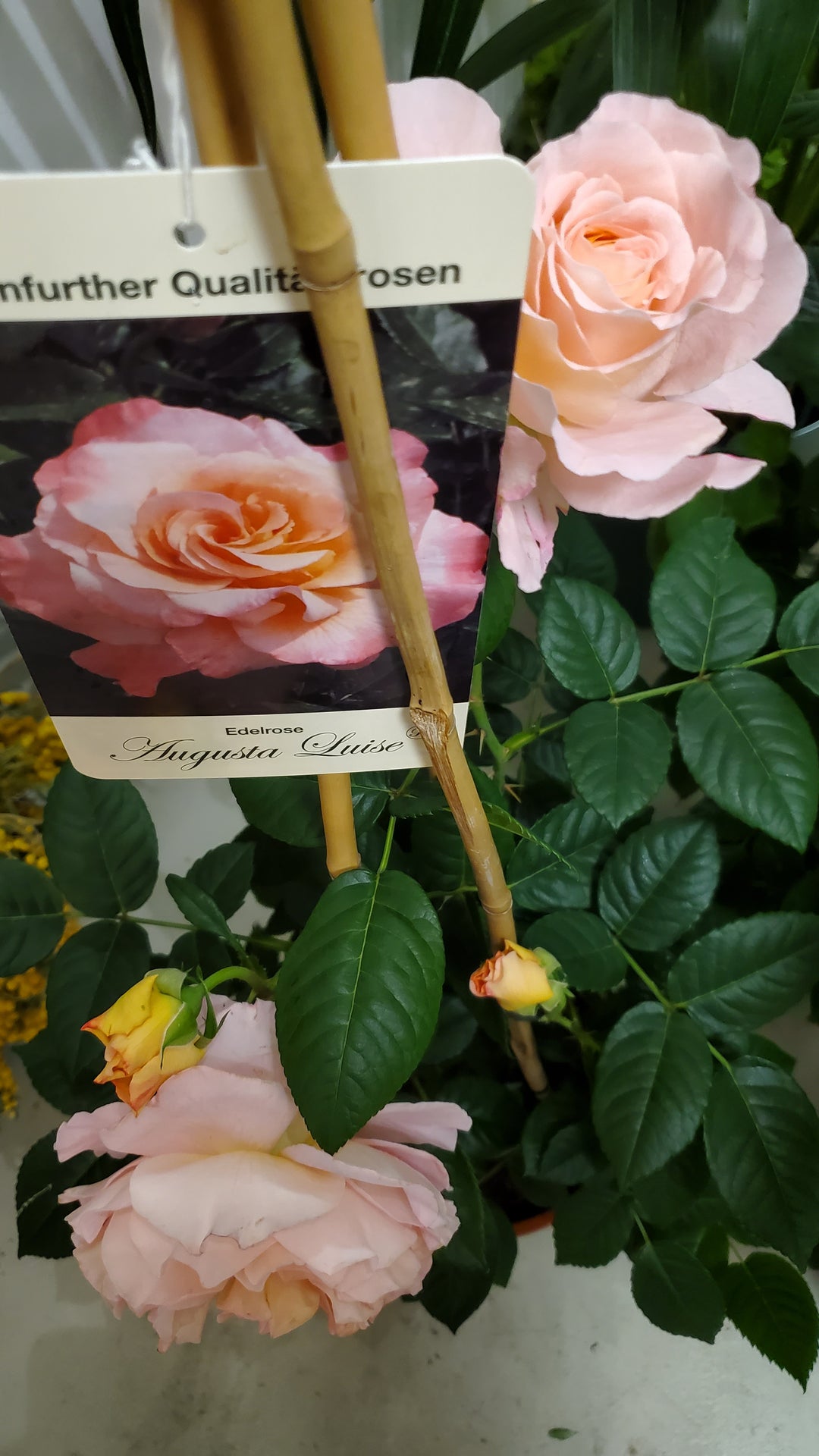 Freiland Rosen