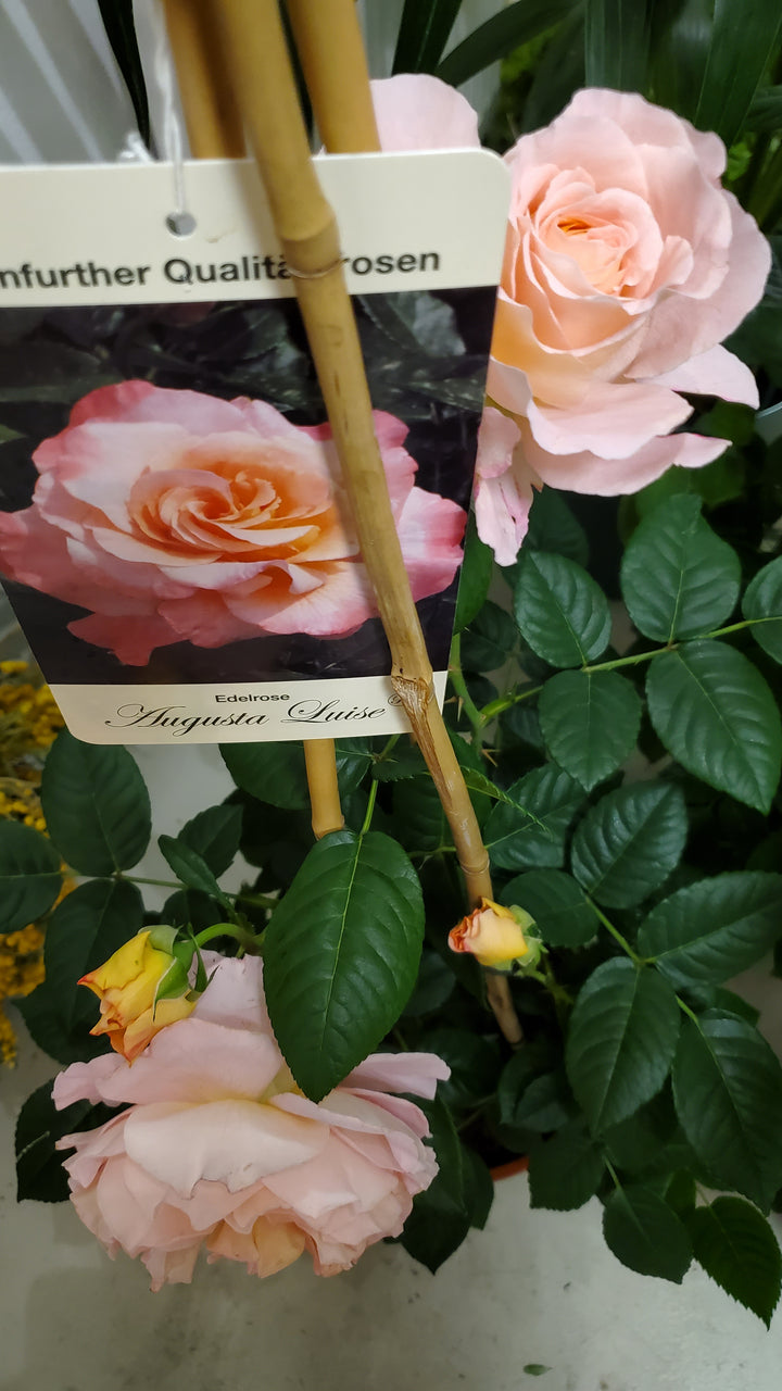 Freiland Rosen