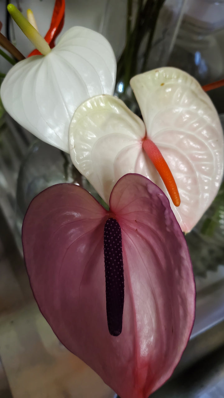 Anthurium