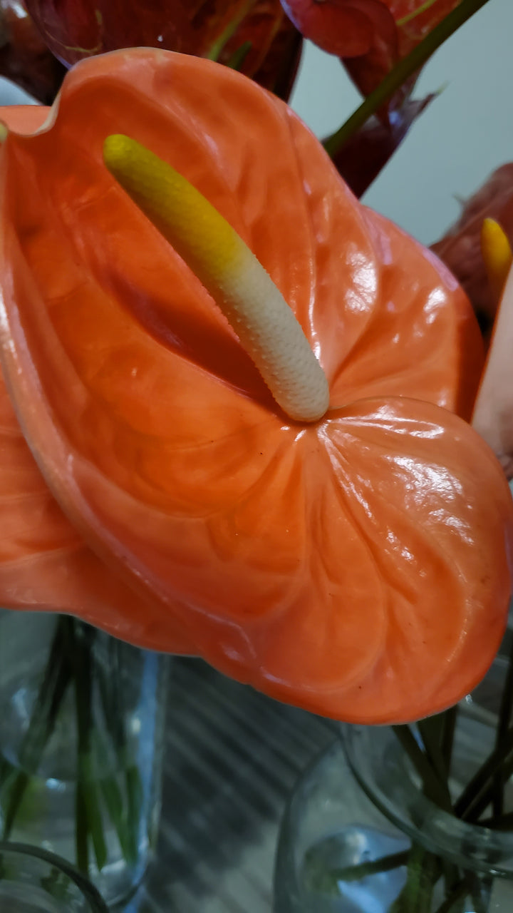 Anthurium