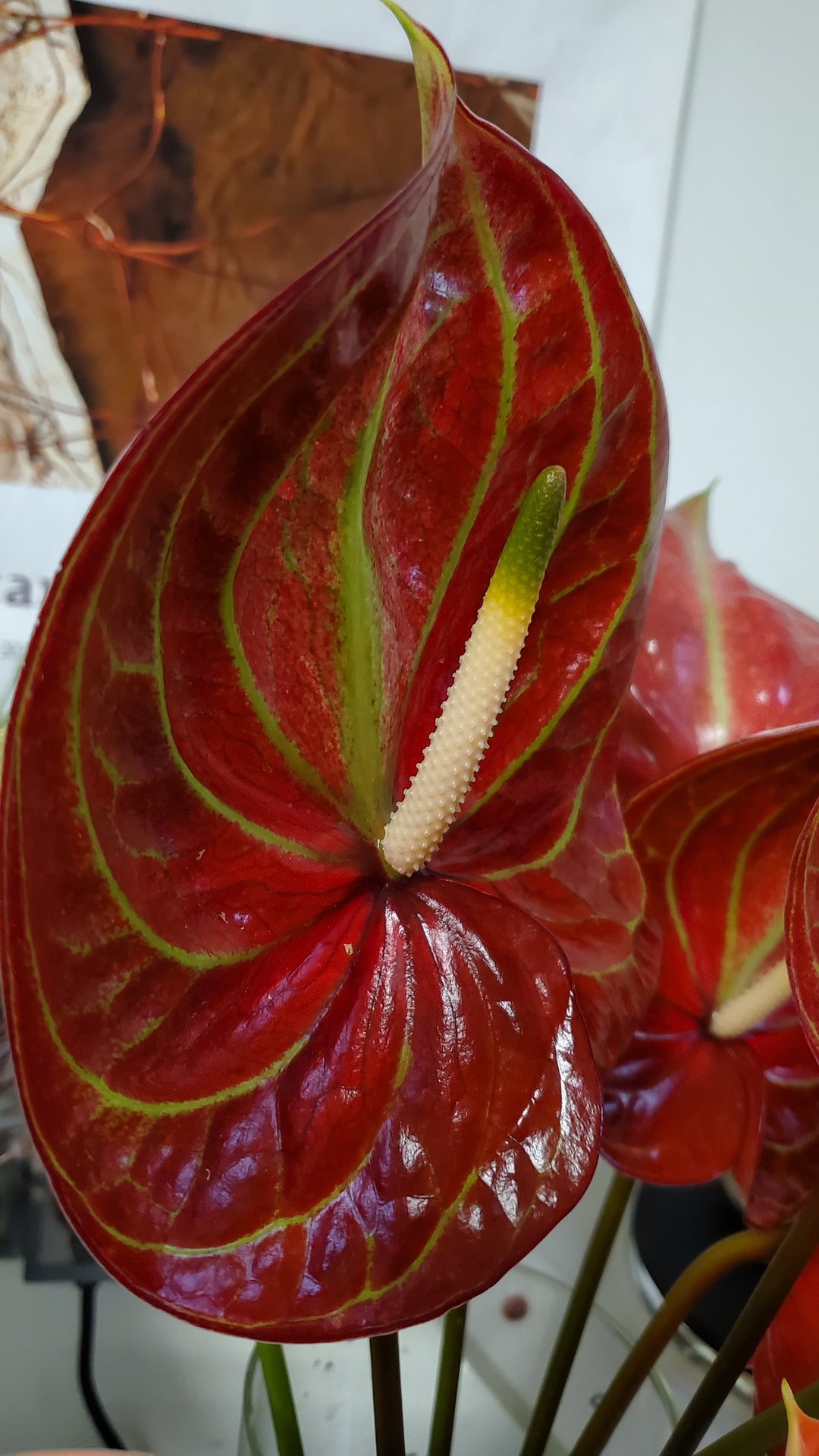 Anthurium