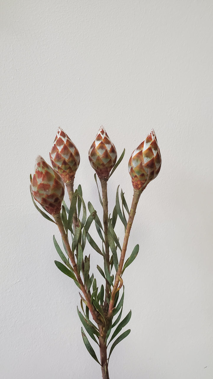 Crassula