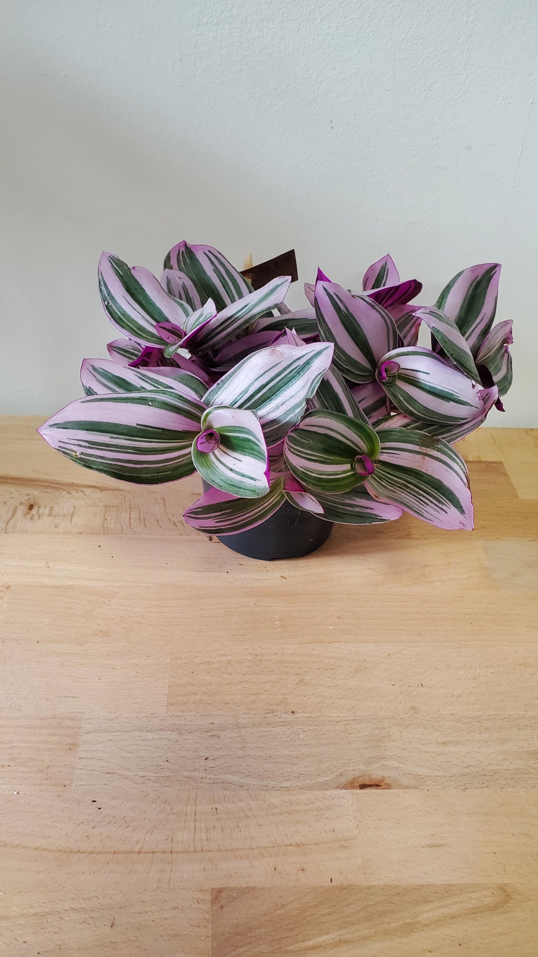 Crassula