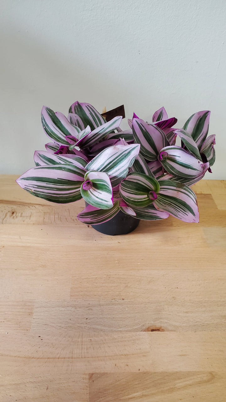Crassula