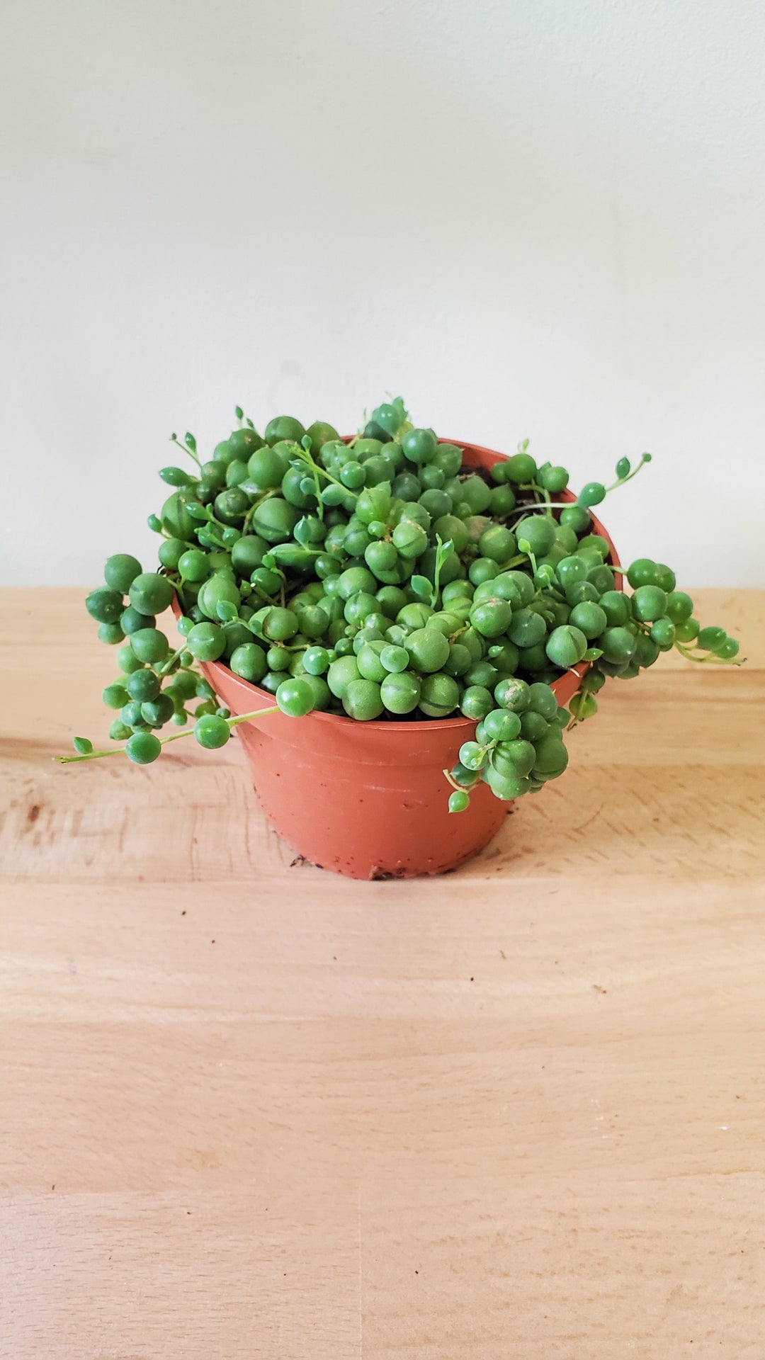 Crassula